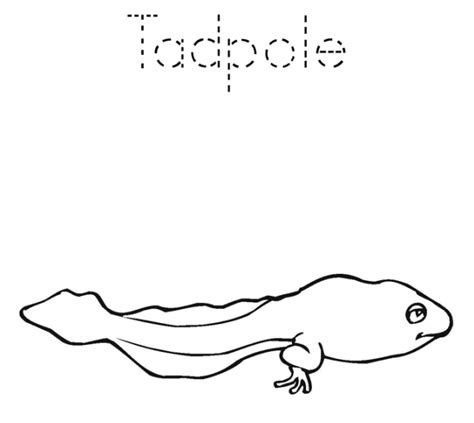 A Tadpole Coloring Page Free Printable Coloring Pages For Kids