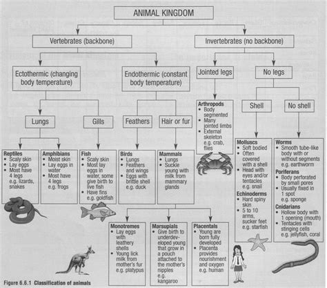 Classification Of Animals Vertebrates And Invertebrates | Science