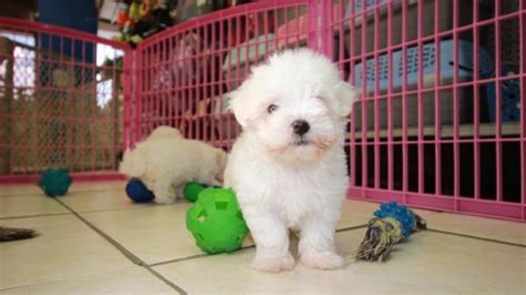 Precious Little Maltese Puppies For Sale Georgia Local