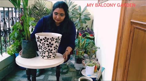 Check spelling or type a new query. Areca palm repotting | how to install Areca palm at home ...