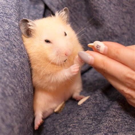 A Person Holding A Small Rodent In Their Lap And Touching Its Finger