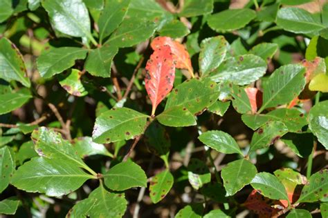 Plan Carefully With Indian Hawthorn Gardening In The Panhandle