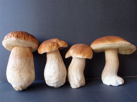 Juli bis oktober (sommersteinpilz) verwechslungsgefahr: Steinpilze 1 Foto & Bild | natur Bilder auf fotocommunity
