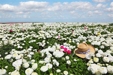 The Hat On Field Of White Flowers — Stock Photo © Kavramm