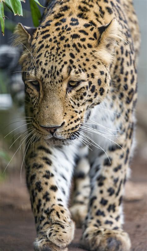 Walking Male Leopard Aman The Male Leopard Walking Tambako The
