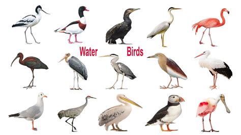 Water Birds Name Meaning And Image Water Birds Vocabulary Necessary