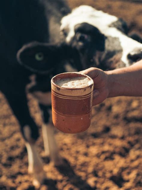 Cow Milk Health Benefits Jerseycowmilk