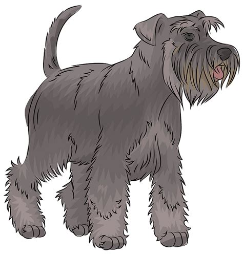 Schnauzer Clipart