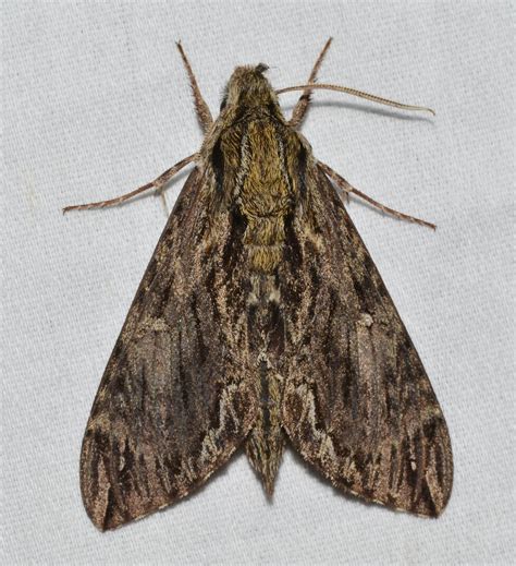 Lintneria Eremitus Hermit Sphinx Moth Cuivre Ri Flickr