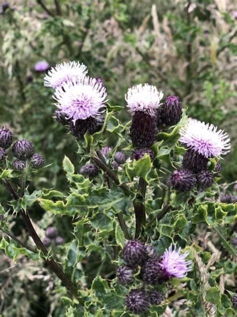 Use the green shoots foam herbicide dispensers to. Scottish thistle | Scottish thistle, Flowers, Plants