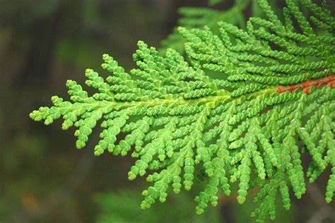 Thuja Occidentalis Qué Es Características Hábitat Usos Y Cultivo