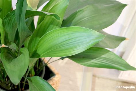 How To Grow And Care For Cast Iron Plant Aspidistra Elatior Flower