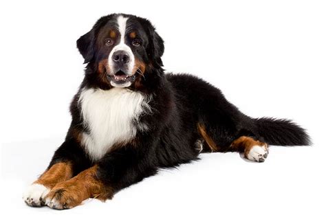 Bernese Mountain Dog Breed Information All You Need To Know Dog