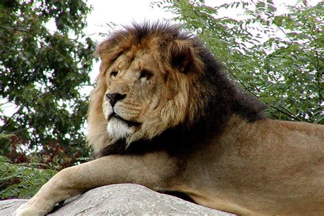 We did not find results for: Franklin Park Zoo: Boston Attractions Review - 10Best ...