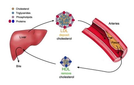 What is the ratio of ldl to hdl. LDL and HDL Structures - CHOLESTEROL CONTROL