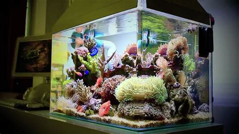 People didn't want algae growing in their water tank. 25 Gallon Fish Tank Setup Guide | The Aquarium Guide