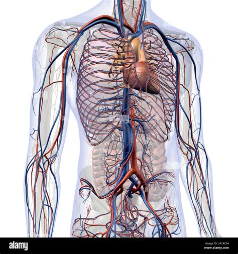 Male Internal Anatomy Of Heart And Circulatory System In Chest And