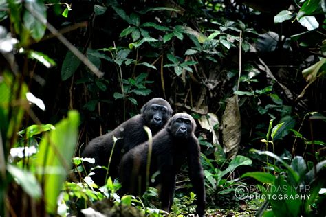 Congo Wildlife Ramdas Iyer Photography