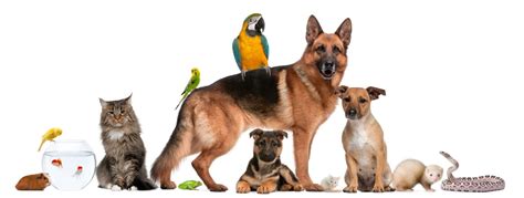 Scott wilson was born on march 29, 1942 in the small southern town of thomasville, georgia. Dog Walking and Pet Sitting | Services | Paw Pals | Madison WI