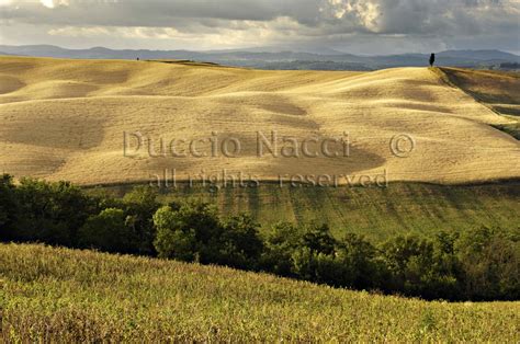 192 Crete Senesi 2007 Duccio Nacci