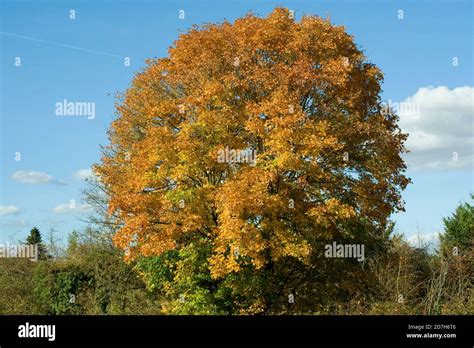 Norway Maple Acer Platanoides In Automn Stock Photo Alamy