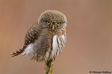 The Many Faces Of A Northern Pygmy Owl