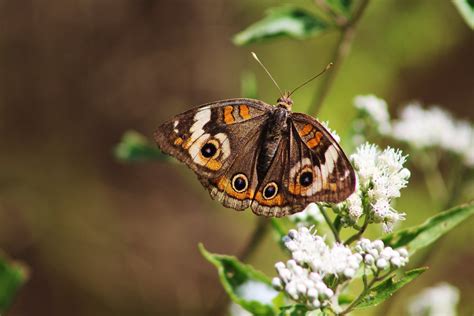Common Buckeye Butterfly On White Snakeroot We Spotted Thi Flickr