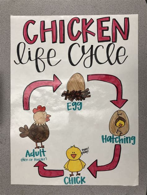 Flick weed reproduces through the seeds formed in its pods. Life cycle of a chicken Anchor Chart 1st grade | Life ...