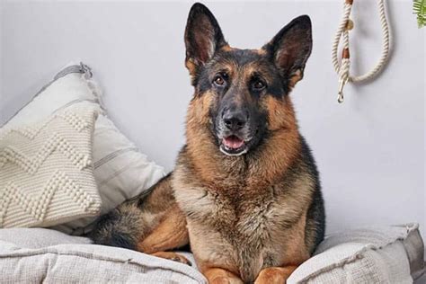7 Best Dog Bed For German Shepherd Anything German Shepherd