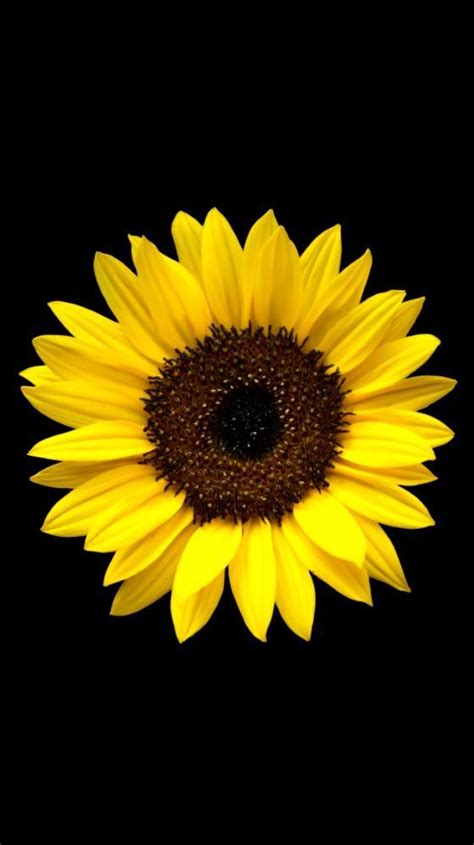 Sunflower Hd Wallpaper Apk For Android Download
