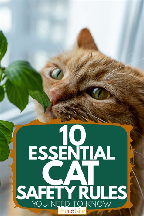 10 Essential Cat Safety Rules You Need To Know Thecatsite