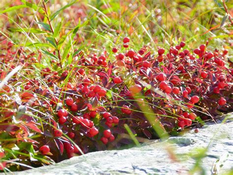My Nature Photography Berries From The Arctic Circle