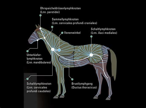 Physiotherapie Pferd Paarden