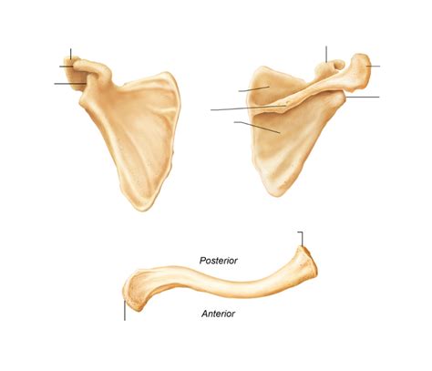 Scapula And Clavicle Diagram Quizlet