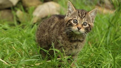 Rare Wildcat Kittens Born At Highlands Field Centre Bbc News