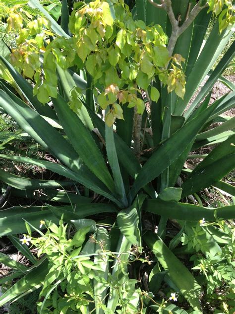 Put the leaf 45 degrees or 90 degrees. Kurlee Belle: Home Remedies: Aloe Vera Scalp Treatment