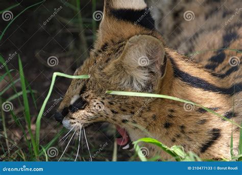 Serval Cat Yawning Resting In It S Enclosure Stock Image Image Of