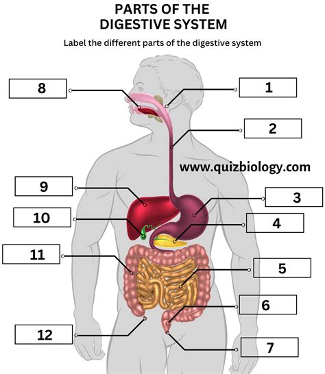 Diagram Labeling Quiz On Digestive System Parts And Function