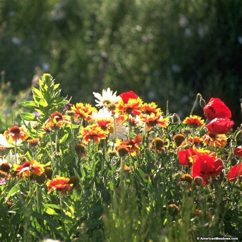 Midwest Pollinator Wildflower Seed Mix Wildflower Seeds Wild Flowers