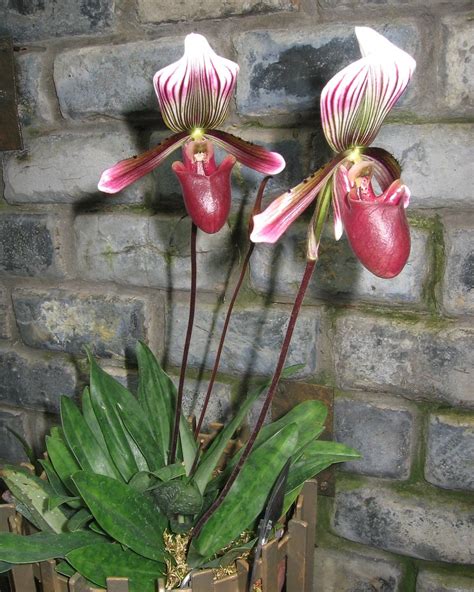 Paphiopedilum Callosum Orchid Plant Care And Culture Travaldo S Blog