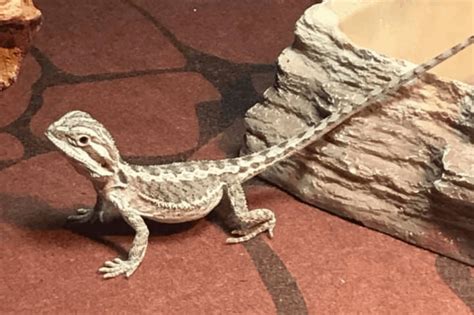 Yes, zucchini is fairly healthful. Can Bearded Dragons Eat Squash?