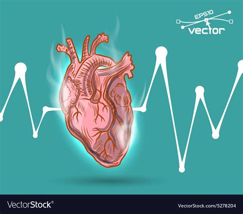 Human Heart Beat Royalty Free Vector Image Vectorstock