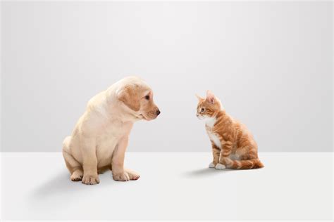 Of course, dog parents already know this, and probably already know why dogs are better than cats. Why Dogs Are Better Than Cats