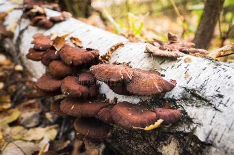 Tree Fungus Growth On The Tree Stock Photo Image Of Nature Natural