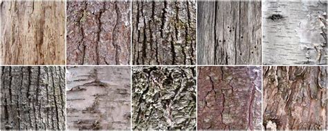 Tree bark texture, Tree bark, Web design resources