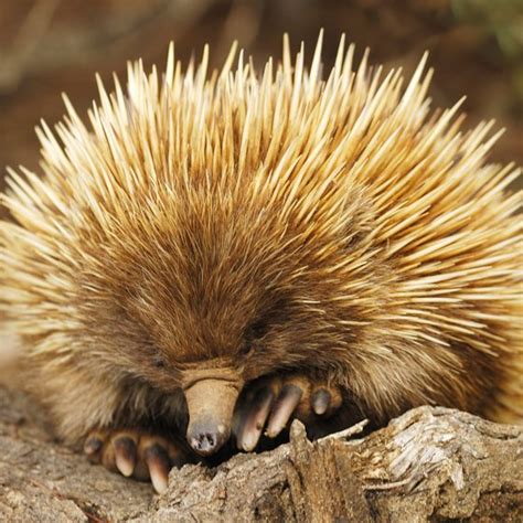 Plants And Animals In The Australian Desert Usa Today