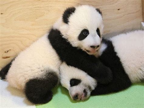 Baby Pandas Charm Visitors To The Toronto Zoo