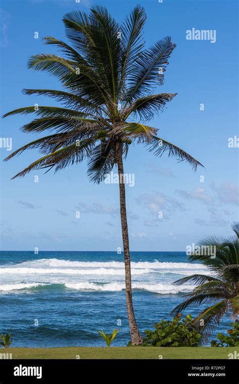 destino turistico bathsheba playa barbados fotografías e imágenes de alta resolución alamy