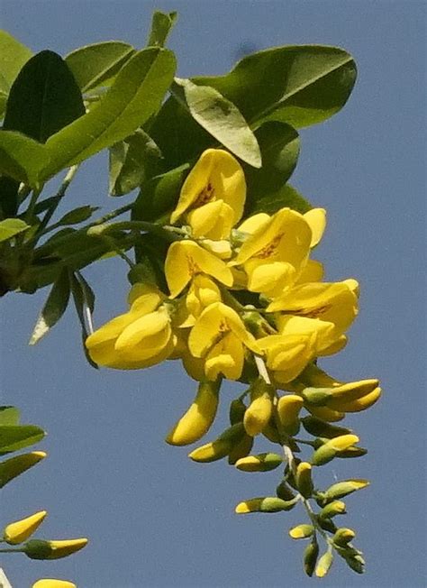 Pianta palustre a fiori gialli; Pianta Grassa Con Fiori Gialli A Grappolo / Esposizione A Nord Quali Piante Usare Casafacile ...