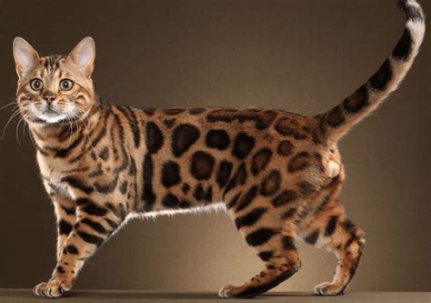 Kucing bengal adalah keturunan kedua dari perkawinan silang kucing american. √Ini Dia! 8 Jenis Kucing Hutan yang Populer untuk Dipelihara
